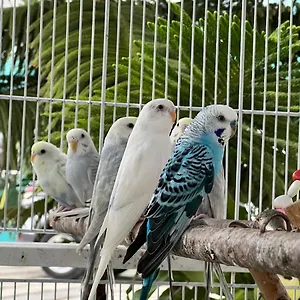 https://b-5-aprt-tipo-villa-sonidos-de-las-aves.greaterantilleshotels.net